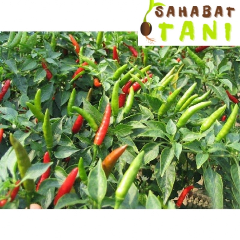 Benih Cabe Rawit Hijau Hibrida Repack 50 Biji