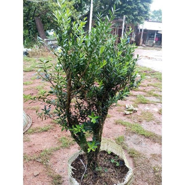 bonsai boxus batang besar