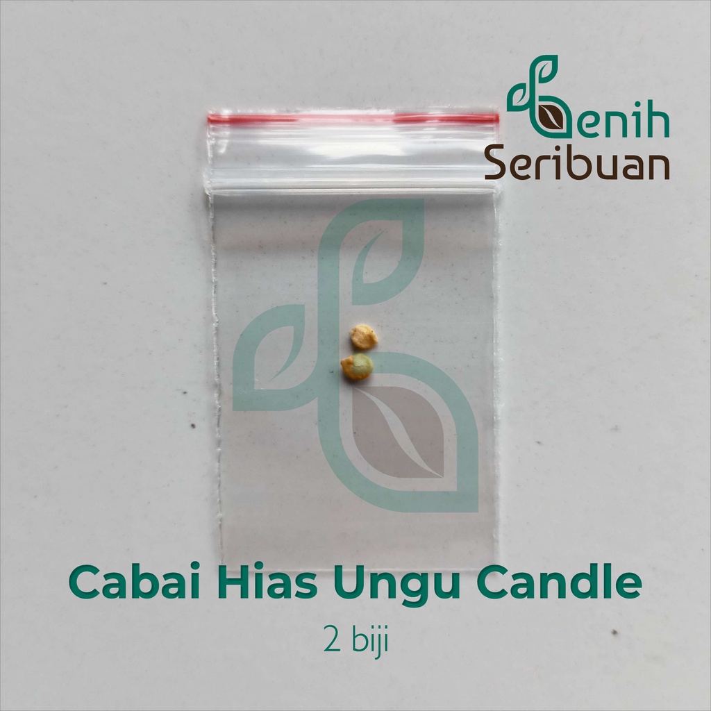 Benih Seribuan - 2 Bibit Cabe Hias Ungu Purple Candle Light Unggul