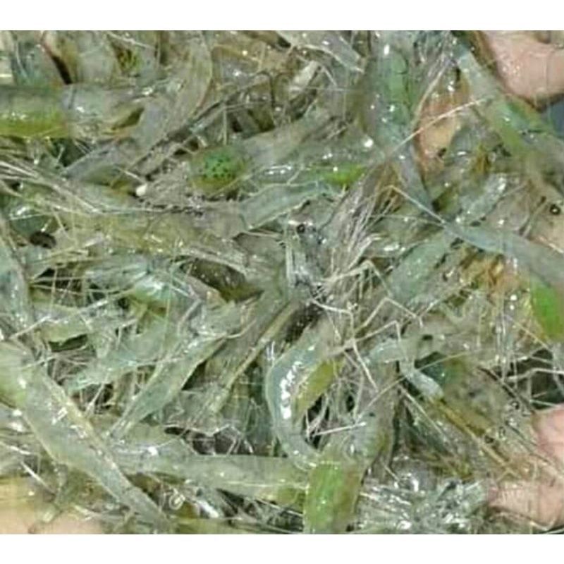 

UDANG PAKAN [PAKET 40EKOR]