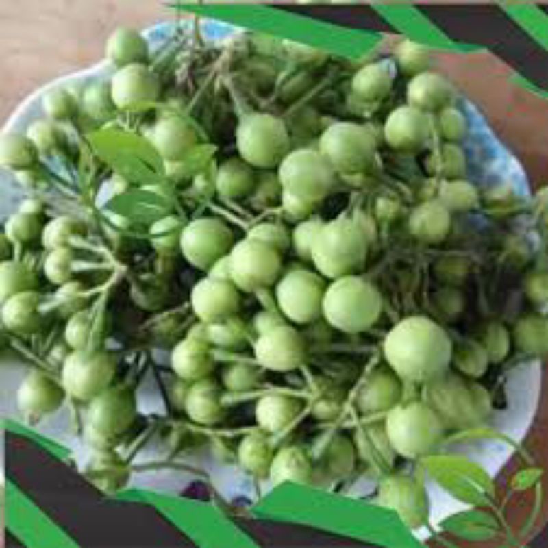 

BUAH POKAK/TAKOKAK 600 GRAM SEGAR FRESH Di PETIK LANGSUNG