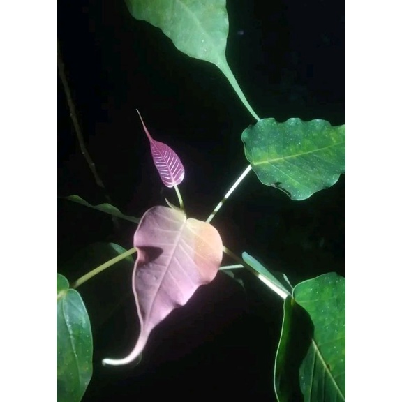 Ficus religiosa a.k.a beringin bodhi