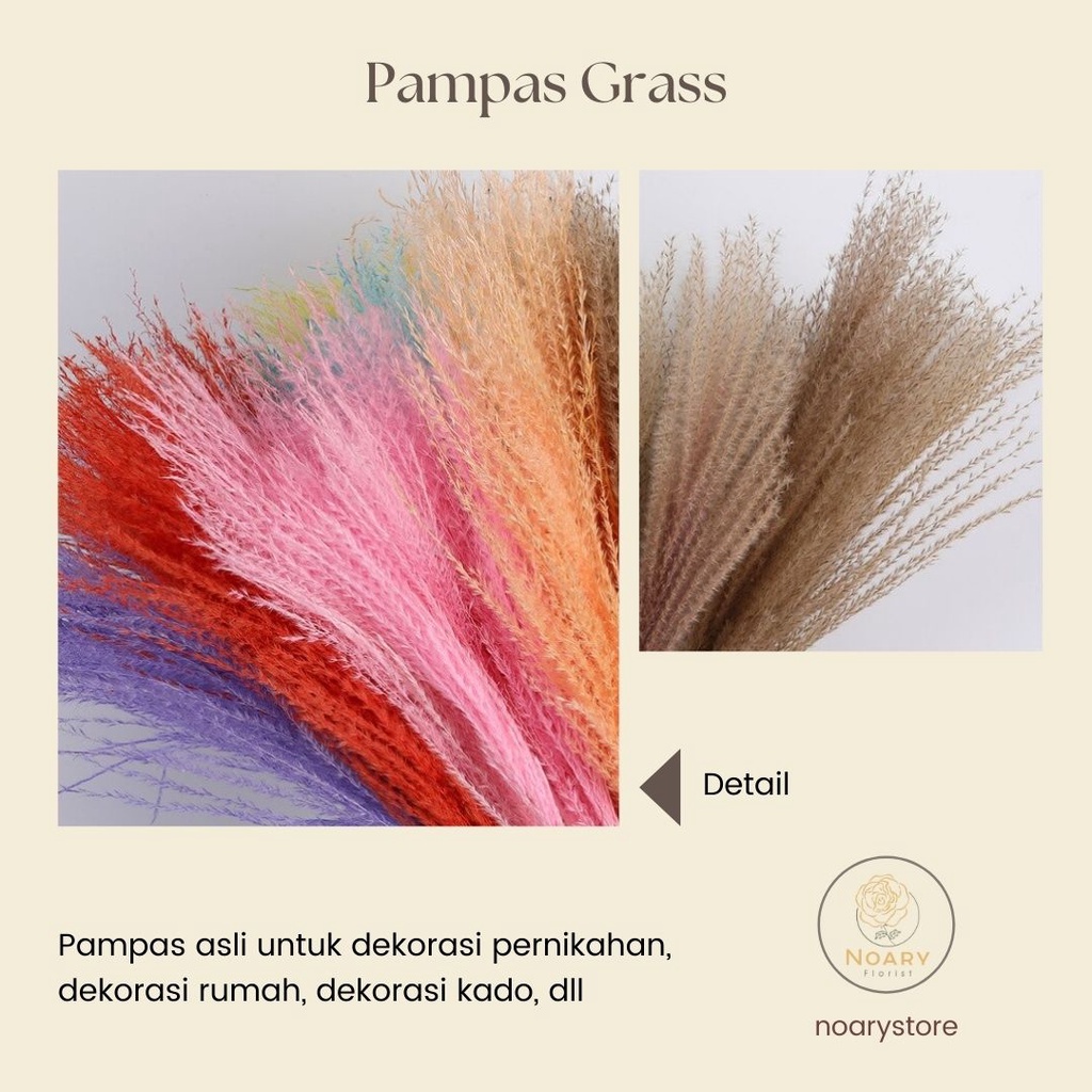 PAMPAS GRASS