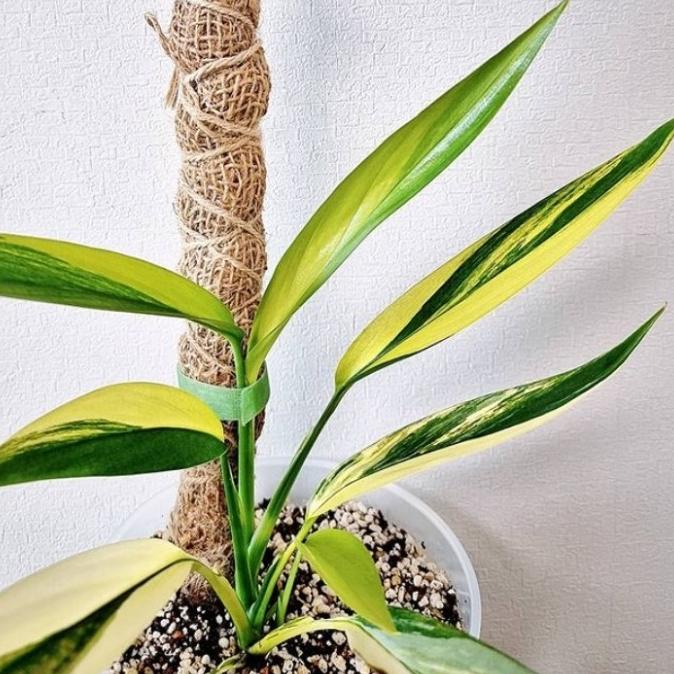 epipremnum amplissimum variegata HOT SALE