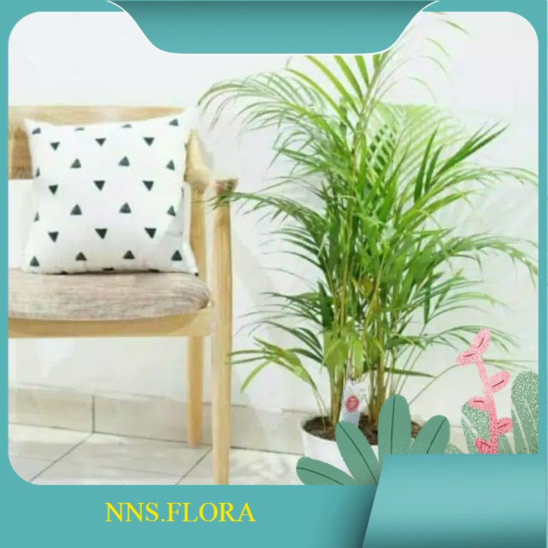 Pohon palem kuning-tanaman hias palem kuning tinggi 50 cm