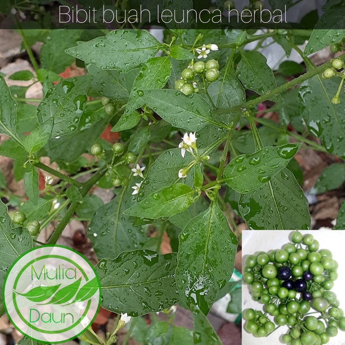 Bibit tanaman leunca/Pohon buah lenca sayur herbal GGGG
