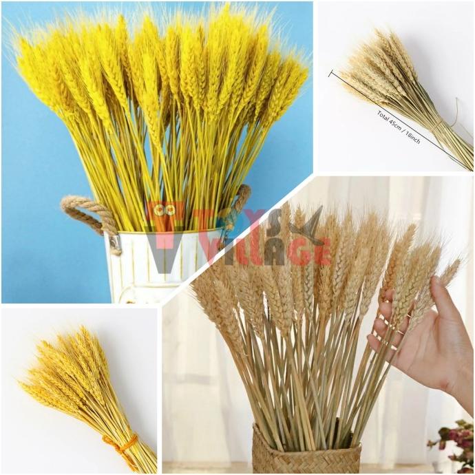 50pcs Gandum kering Alami Tanaman Daun Gandum Hias Dekorasi Rumah Cafe TERMURAH