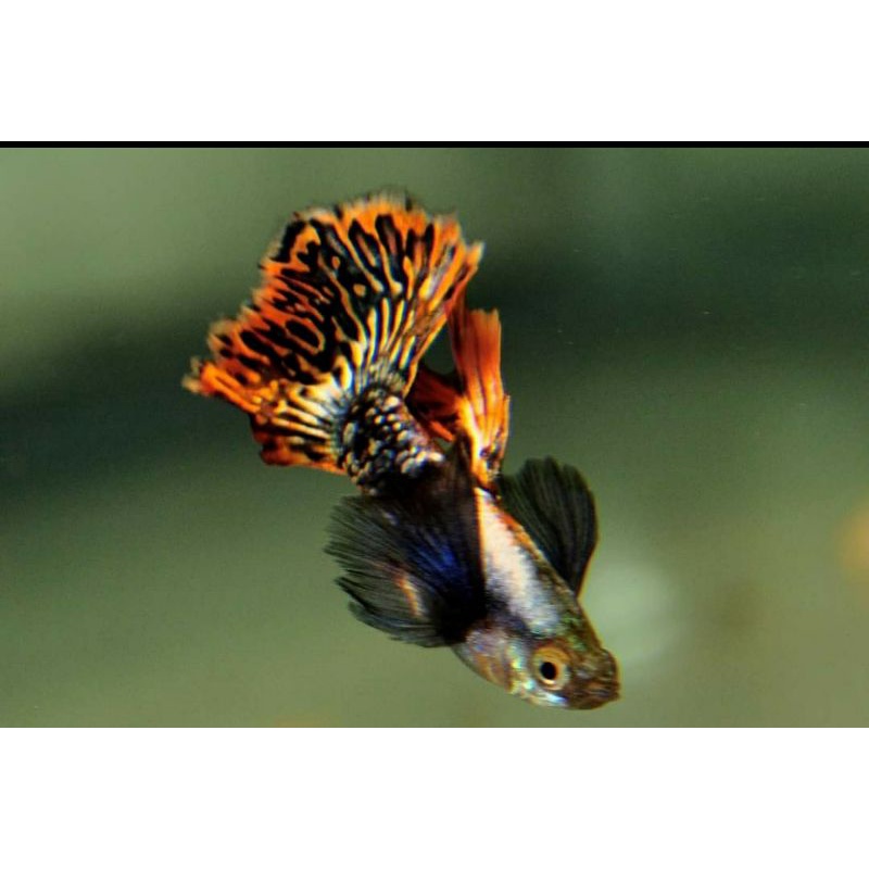 guppy big ear sepasang