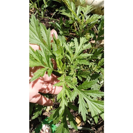 bibit daun baru cina