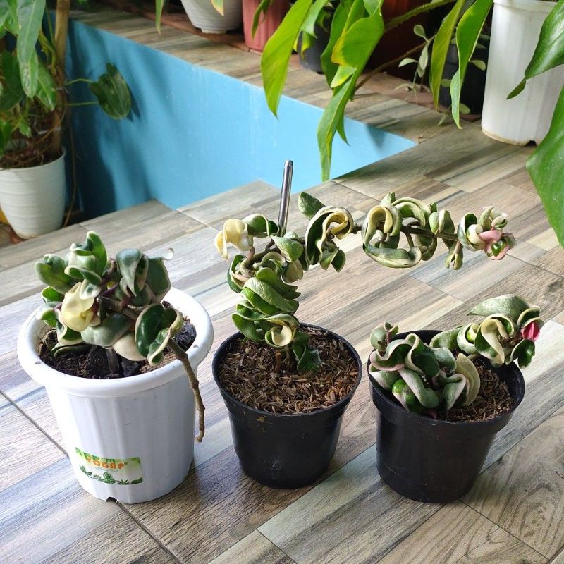 HoyaCompactaRegalisVarigata