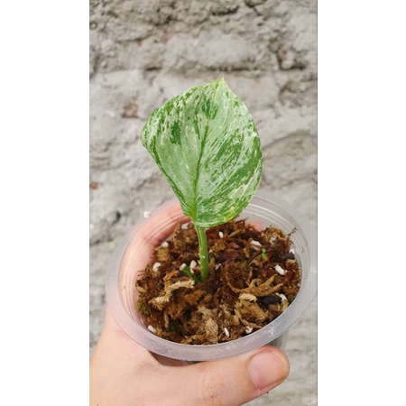 scindapsus treubii moonlight varigata B