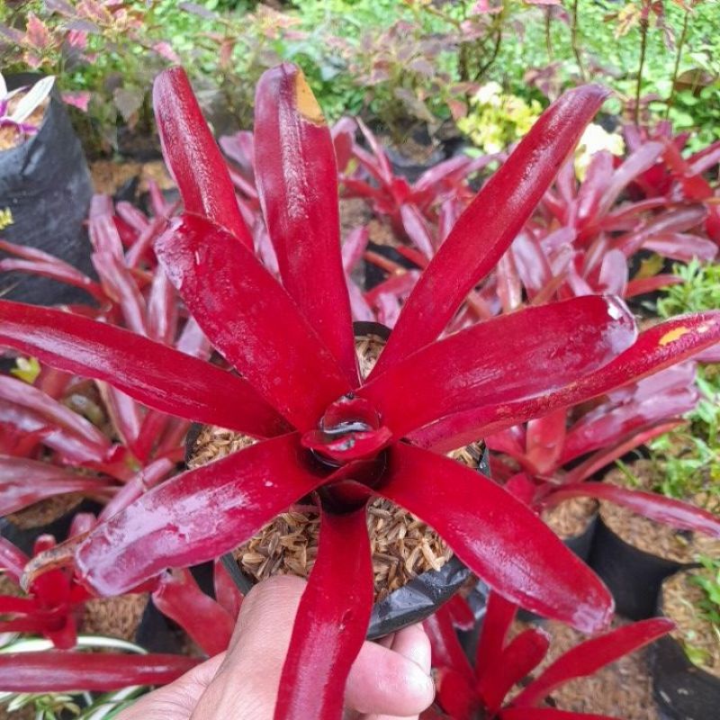 bromelia merah mini