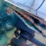 Channa Red Barito Sortiran Simet 5-6cm