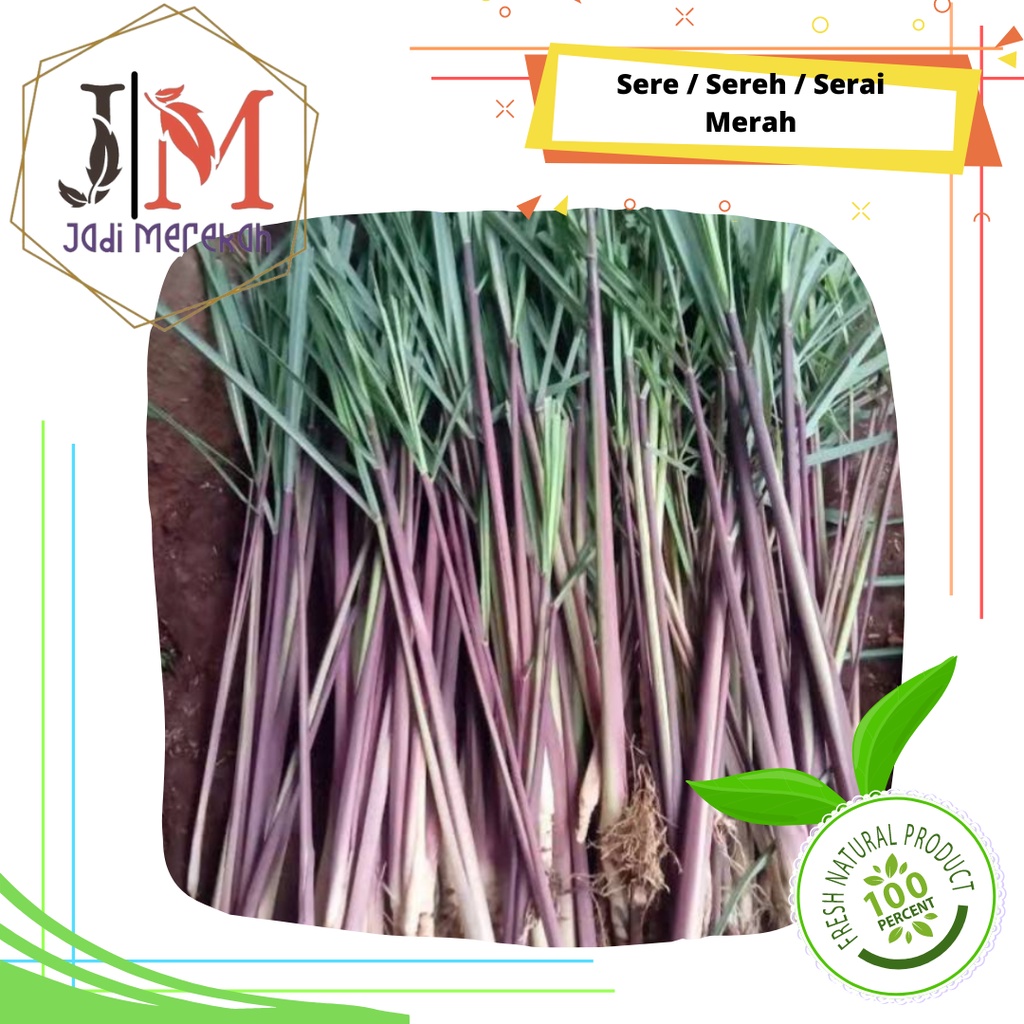 

[JM SoFresh] - Sere / Sereh / Serai Merah