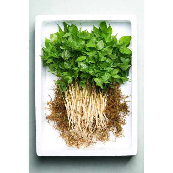 

Korean Mountain Fresh Ginseng Sprout (ready-to-eat) - 30 Buah