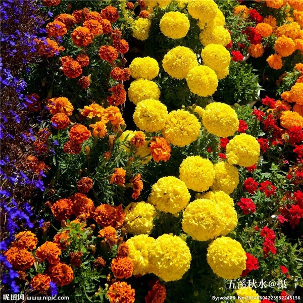 [Bibit] Bibit Bunga Marigold Petite Mix Colour Mudah Tumbuh Tahan Panas