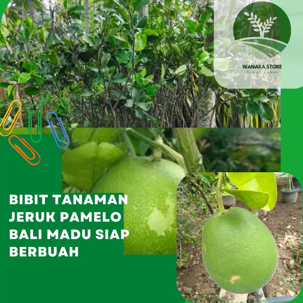 Bibit Jeruk Pamelo Madu/Jeruk Bali Super Manis