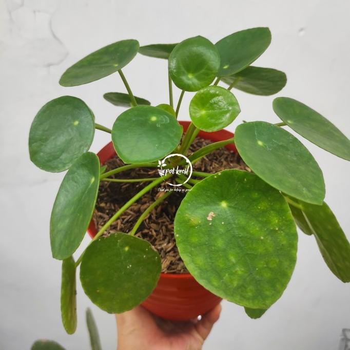 Pilea Peperomioides / Pilea / Tanaman hias cantik