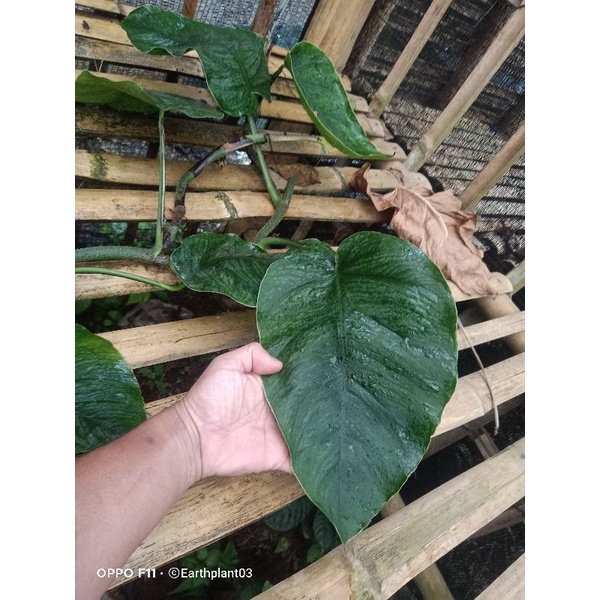 philodendron monstera Dubia