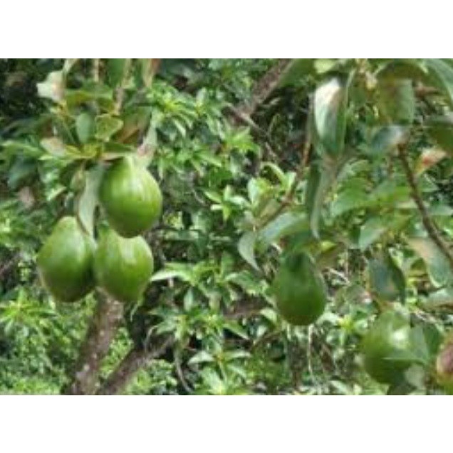 Yang Paling Di Cari Entres / Batang Segar Alpukat Pluwang