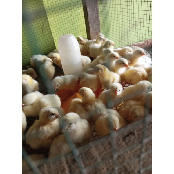 DOC ayam broiler - anak ayam broiler - bibir ayam broiler - ayam pedaging - ayam boiler