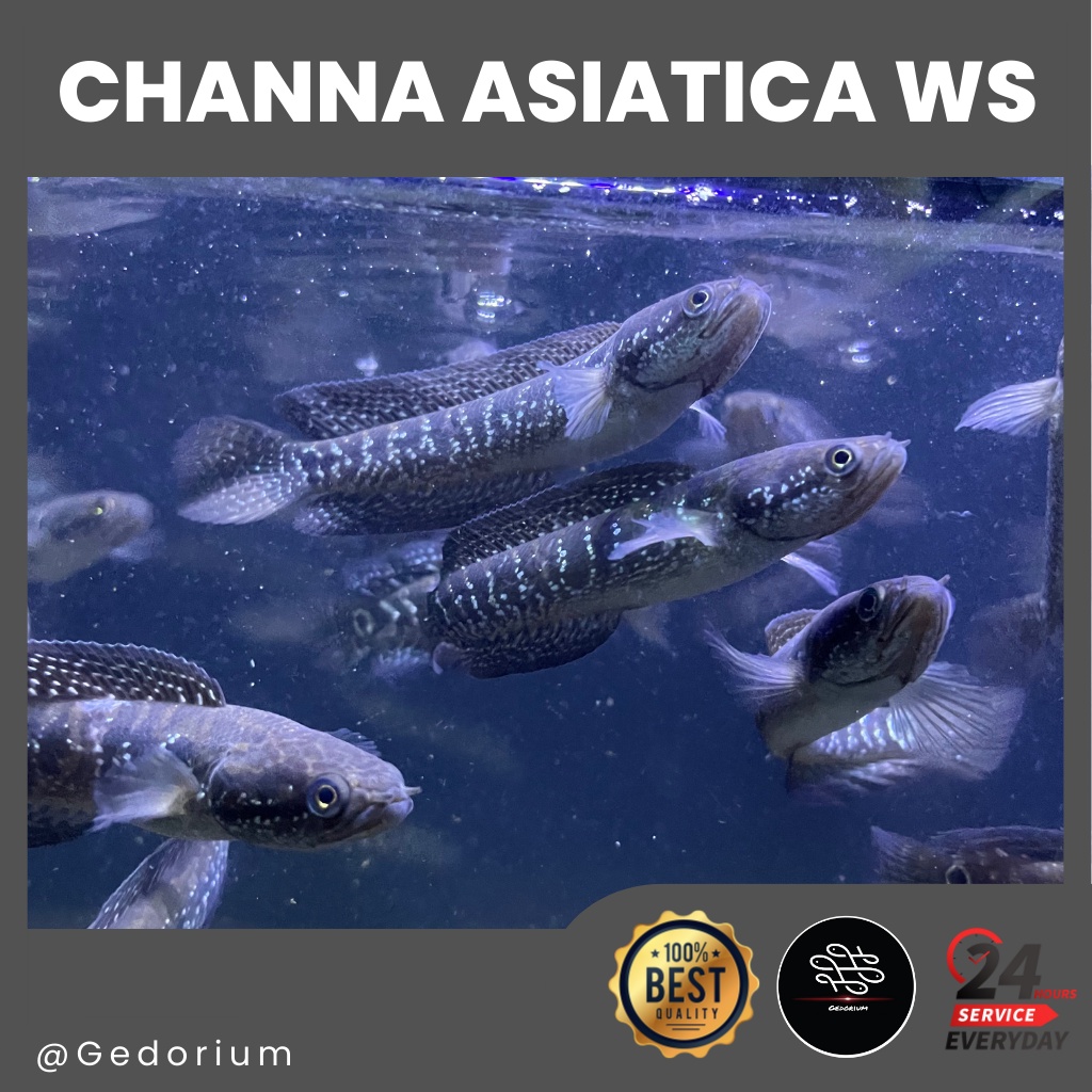 Channa Asiatica WS 9-10cm (bisa COD) garansi hidup