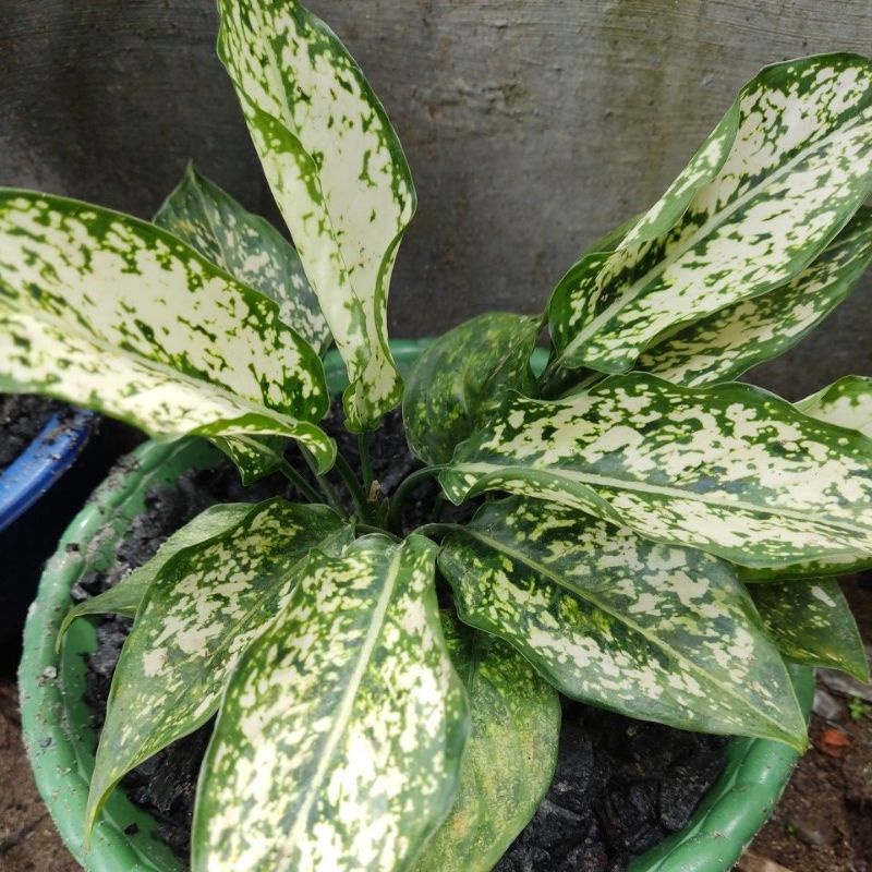 Aglaonema snow white