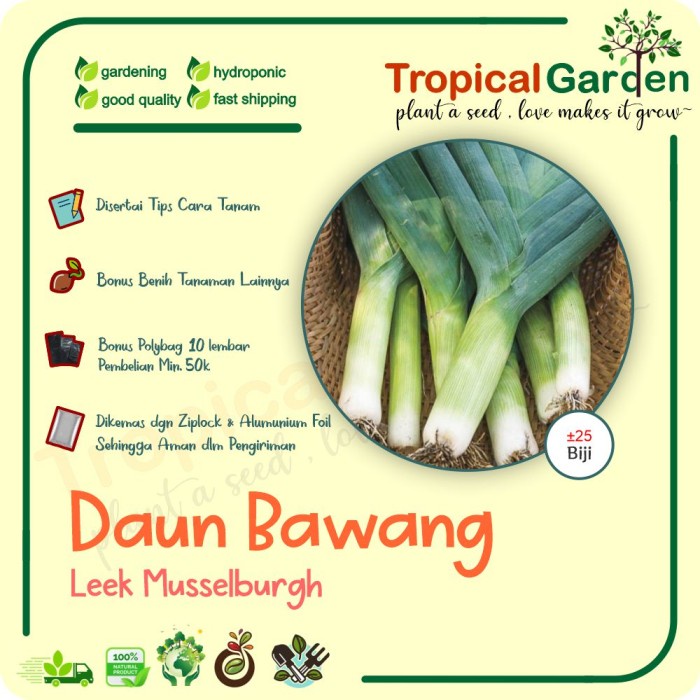 Promo Benih Daun Bawang Leek Biji Daun Bawang Besar