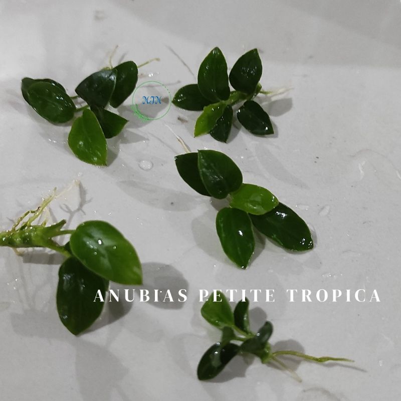 Anubias Petite Tanaman Aquascape