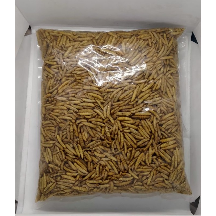 magot Bsf Manggot Kering 500 gram (setengah kilo) Pakan Ikan Predator Louhan Channa Arwana