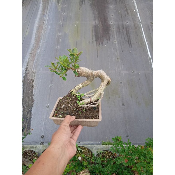 bonsai beringin mangkok pucuk merah