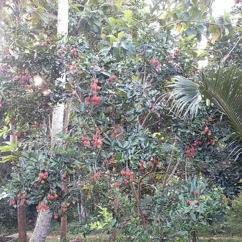 

Rambutan mixue