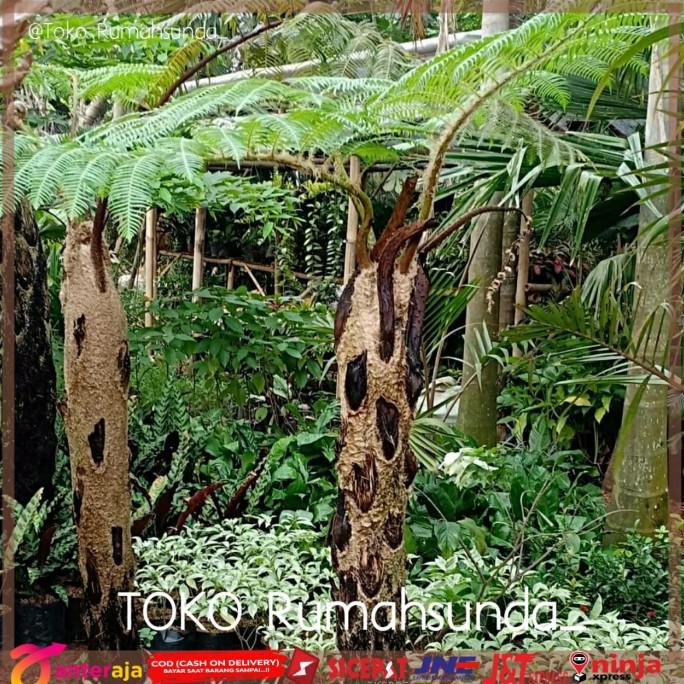 Tanaman pakis monyet / Tanaman paku tiang /Pakis monyet tinggi 1 meter