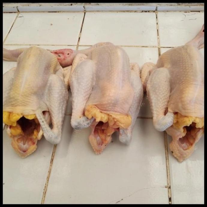 

SALE AYAM KAMPUNG 1 EKOR BEST SELLER F5464RY
