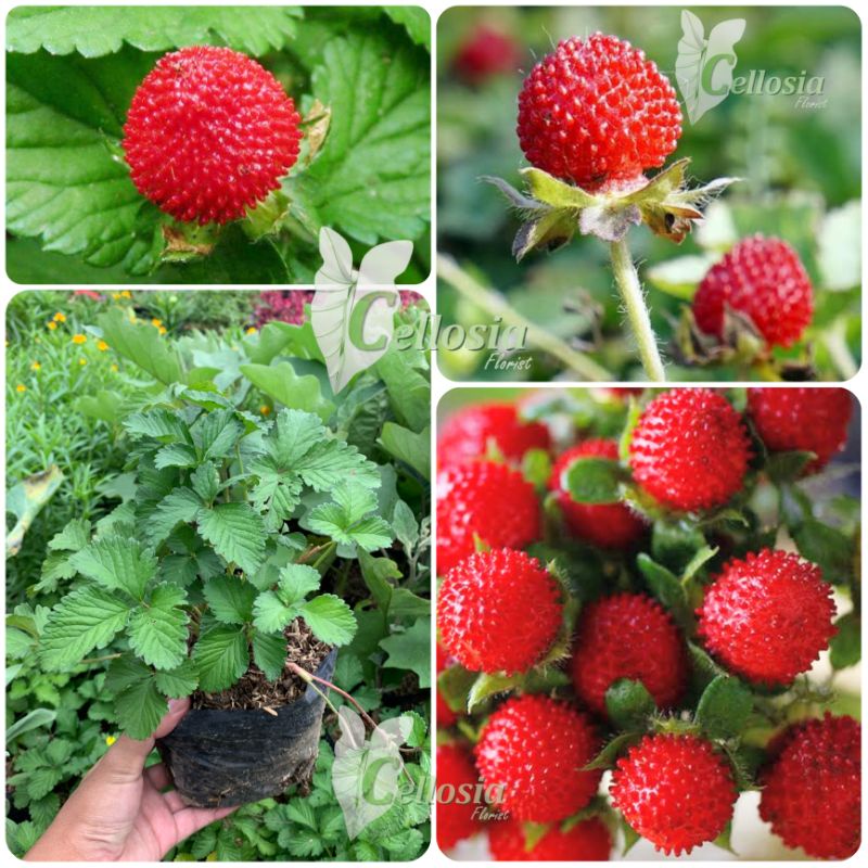 Bibit Tanaman Buah Stroberi Mock / Strawberry Indian