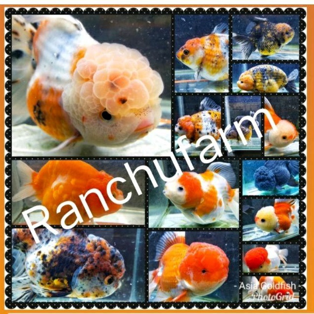 KOKI ORANDA FANCI MULTICOLOURS SUPERIOR CLASS ORANDA