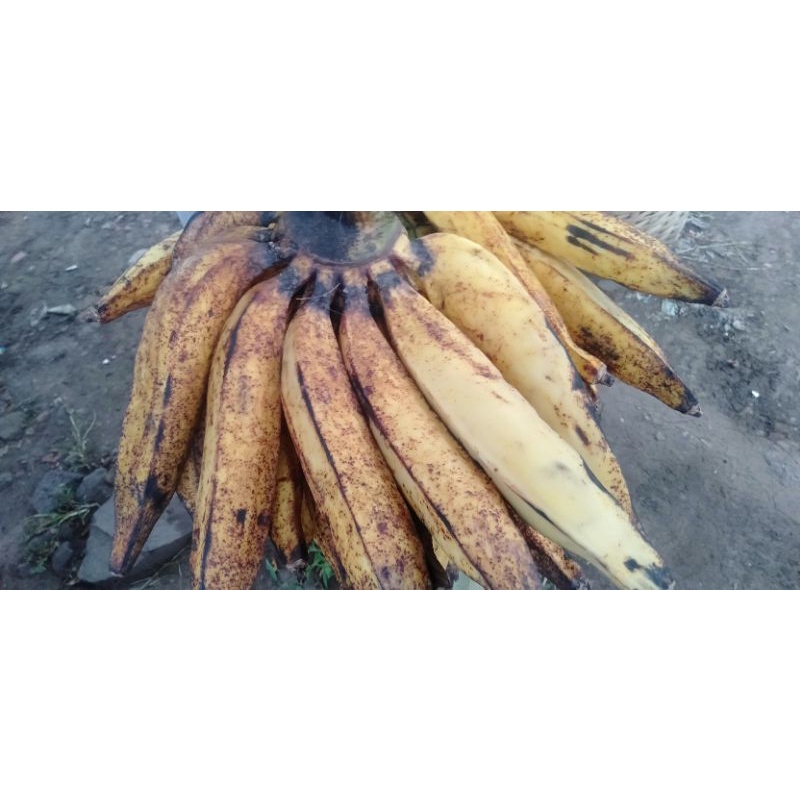 

Buah PisangCandi 1Sisir