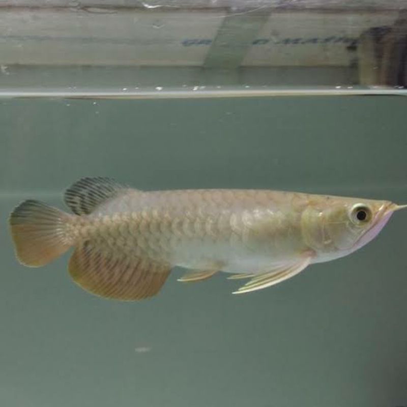 arowana golden red HB 19cm