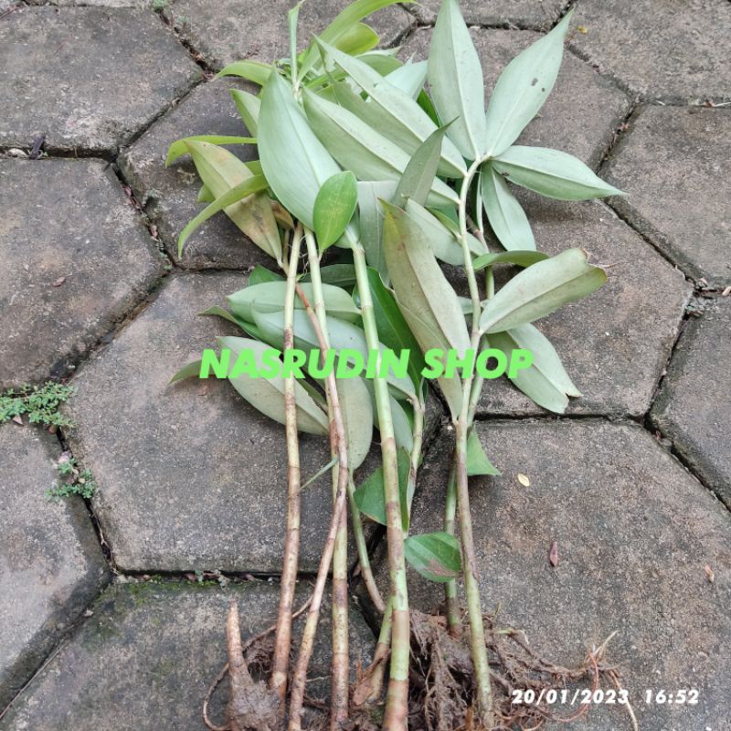 

[Fresh] Bibit Insulin Plant 10 Pohon Cabutan Mudah Tumbuh / Tanaman Cheilocostus Speciosus