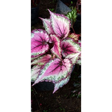 begonia pink