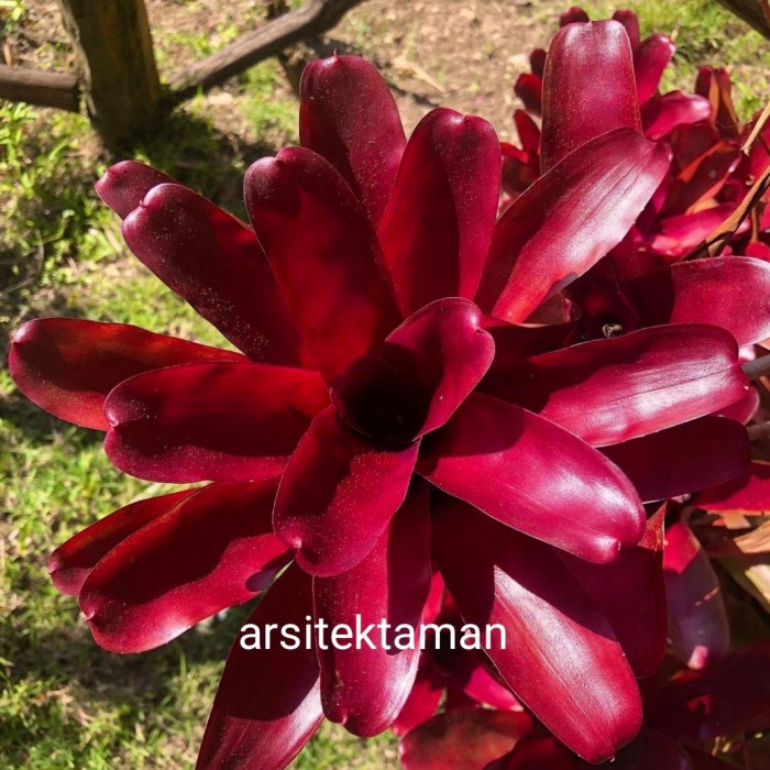 Tanaman hias bromelia merah mini - bromelia red - bromelia fireball