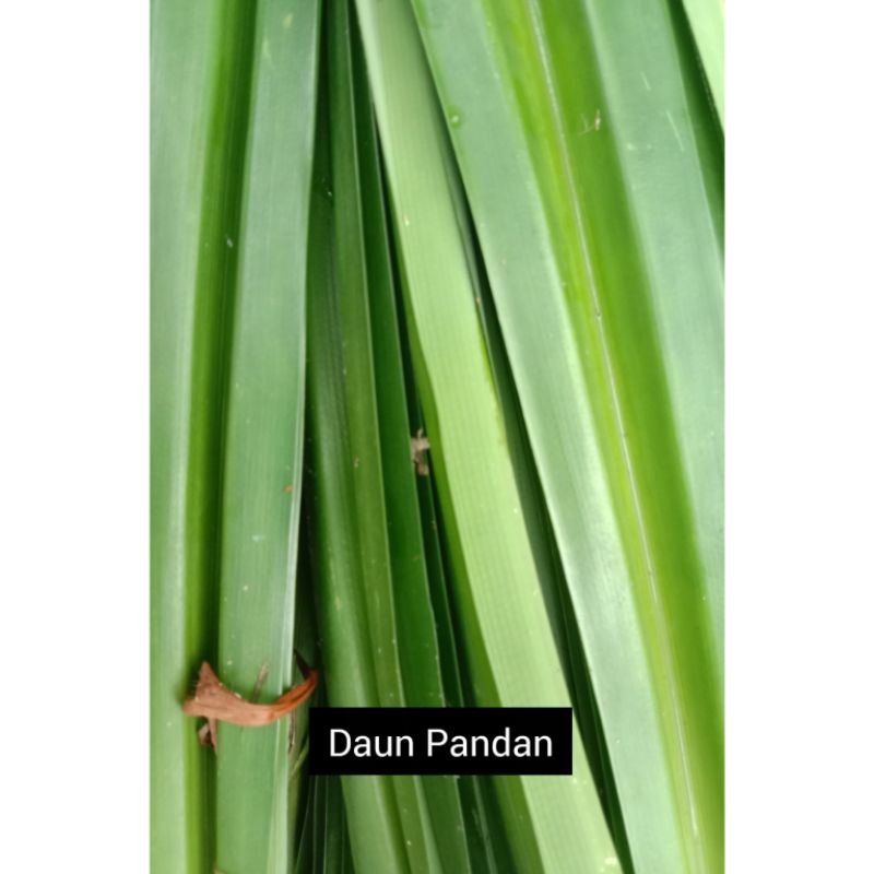 

Pandan | Daun Pandan Per elay