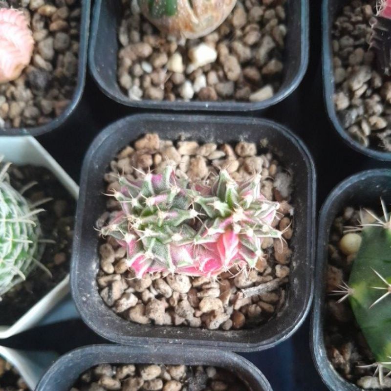 Kaktus gymno starfire doublehead