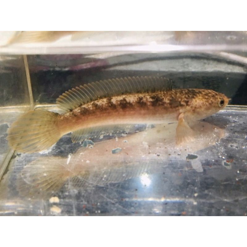 limbata golden tiger 8-9 cm(free packing)