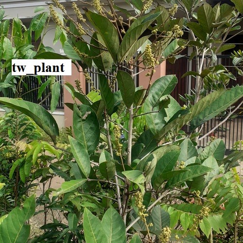 Promo Bibit Rambutan Binjai Sudah Berbunga Asal Okulasi