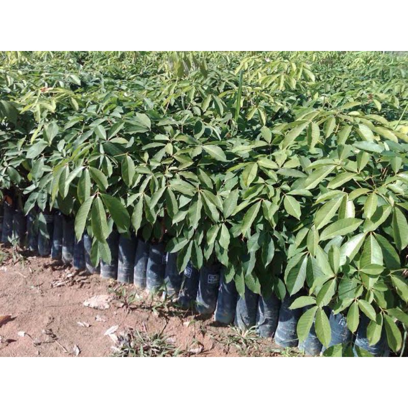 bibit karet okulasi 150 phon bbit unggul bpm medan tnggi 30-50cm