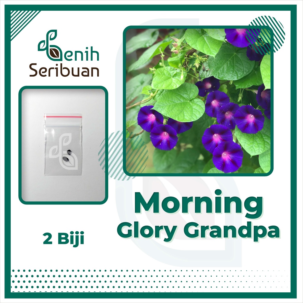 Benih Seribuan - 2 Bibit Bunga Morning Glory Grandpa Unggul