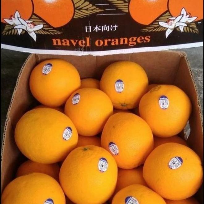 

Spesial Buah Jeruk Sunkist Usa Fresh Import 1Dus18Kg Heiyyaluv