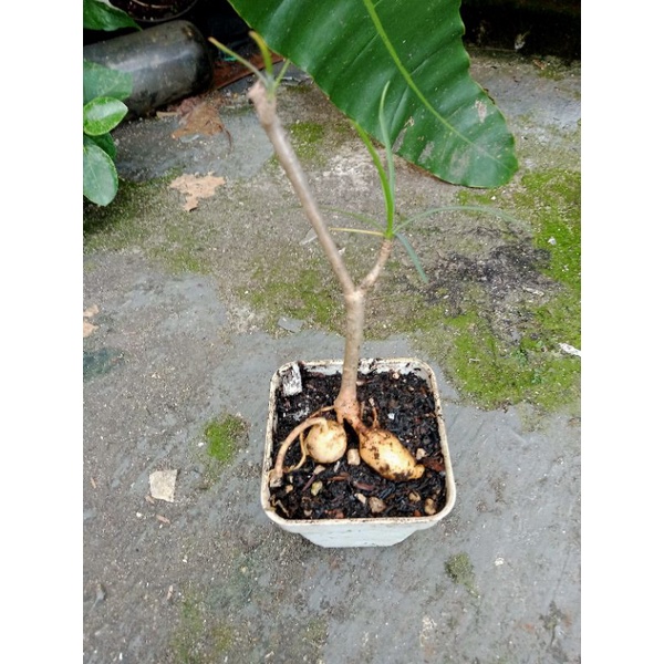 euphorbia hedyotoides