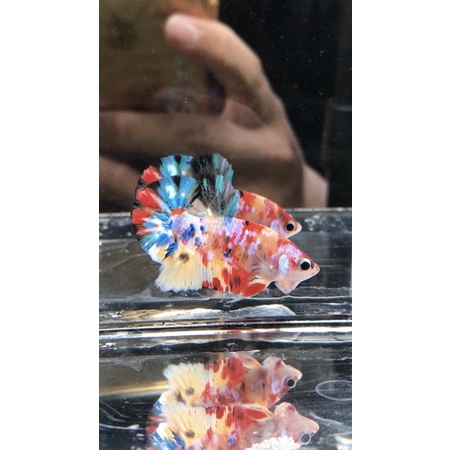 MULTY COLOUR ORANGE BASE DAN YELLOW BASE